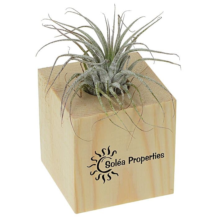 Air Plant