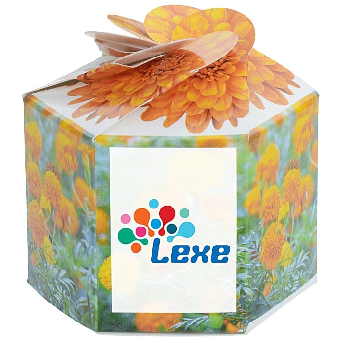 Pop Up Planter Kit - Marigold